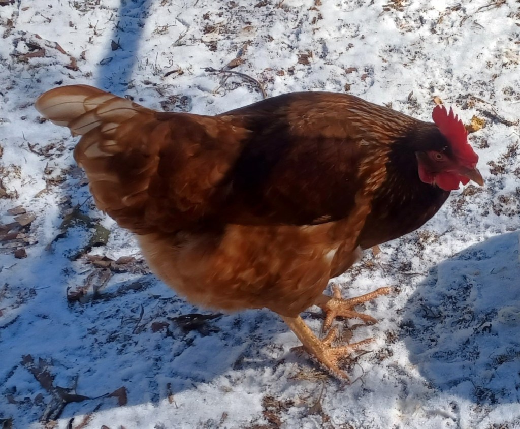 How to Prepare Your Animals for Severe&nbsp;Weather