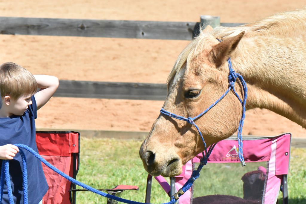 Groundwork and Your&nbsp;Horse