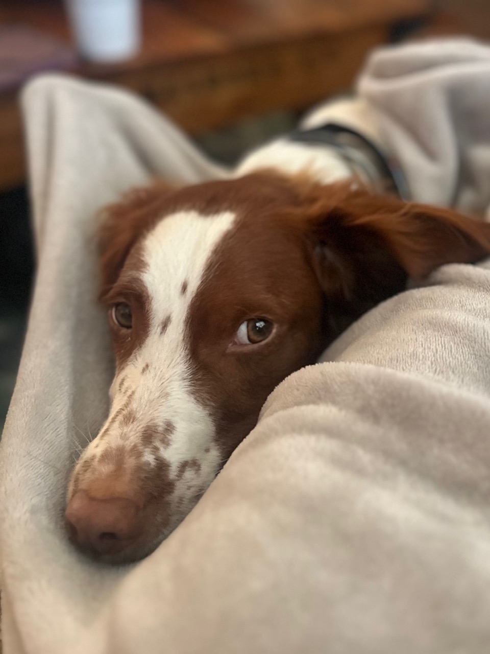 Pet of the Month:&nbsp;Loki