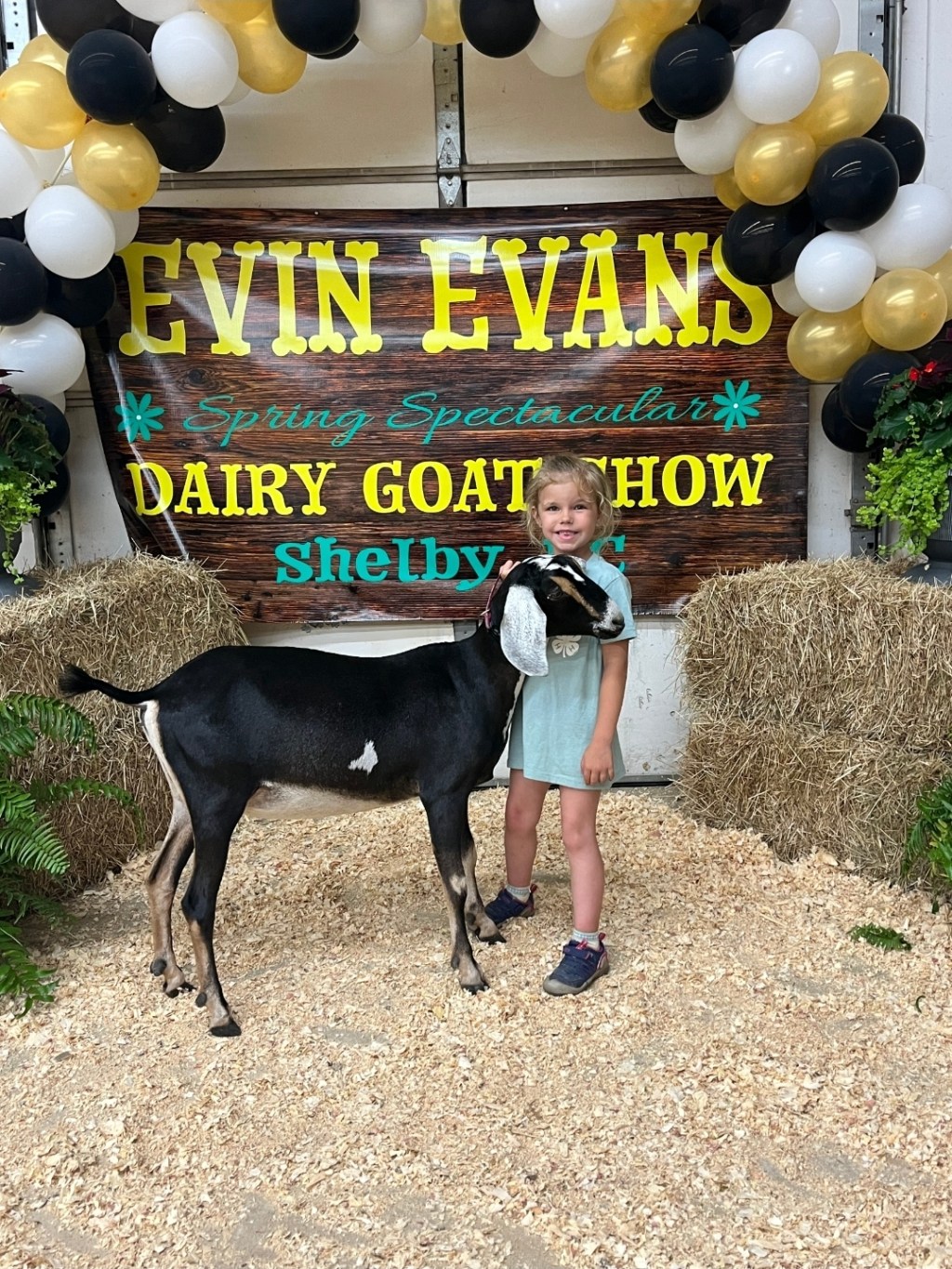 Local Cloverbud shines in showmanship at goat&nbsp;show